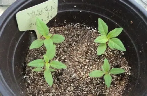 而且种植过程不难,下面为花友整理了鸡冠花种子种植方法步骤