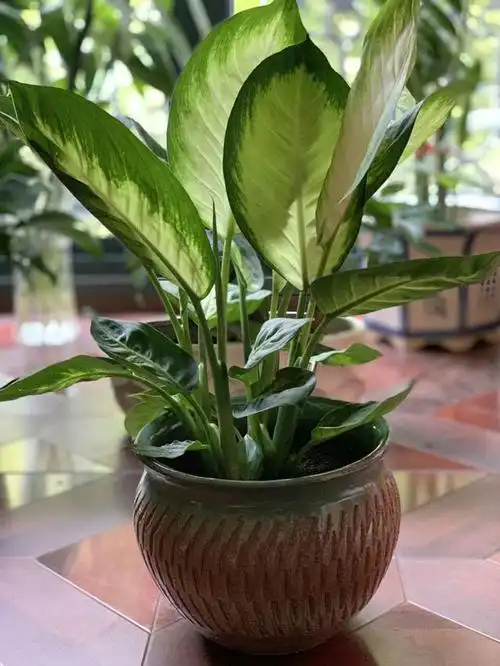 万年青叶子枯黄是什么原因?做到4点,叶片爆盆绿油油