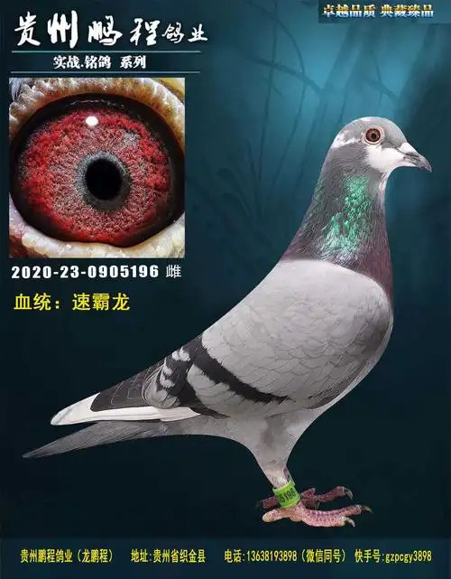 速霸龙196_贵州鹏程鸽业_ ag188.com爱鸽商城_中国信鸽信息网