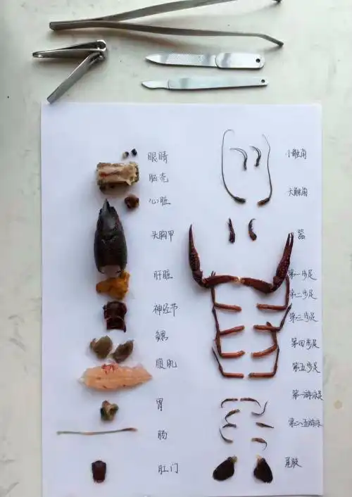 来自@周小帅私房菜(微博)"网红"小龙虾惨遭卖家肢解(=@__@=).