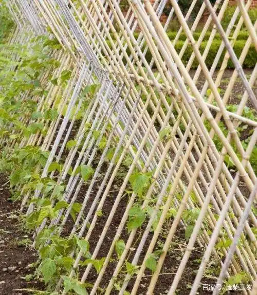 为何菜园子里的蔬菜架子还要拆掉?原来蔬菜搭架子还有这些讲究