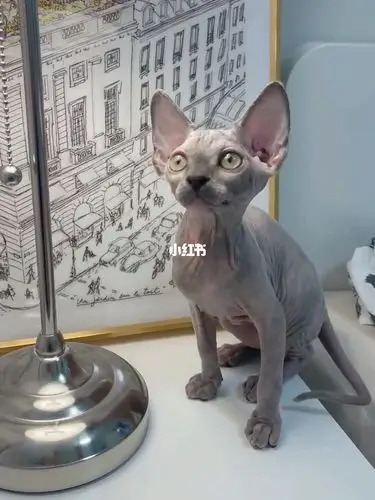 斯芬克斯之玳瑁幸运色