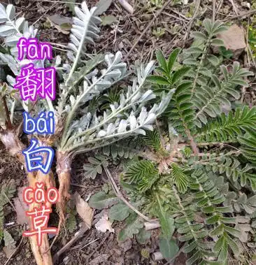 贵州毕节古夜郎大山野生药材翻白草野生全草入药下单现采现晒