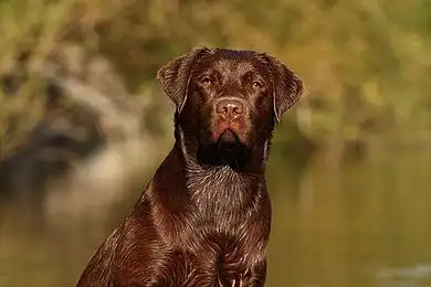 褐色_拉布拉多_狗_猎犬_图片大全—全景创意图库(quanjing.