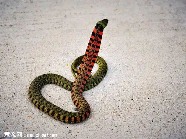 惊这样五彩斑斓的蛇你见过吗