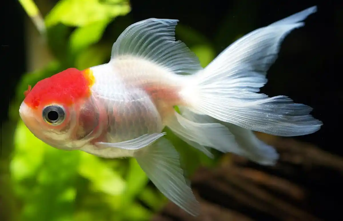 怎样判断草金鱼要产卵?