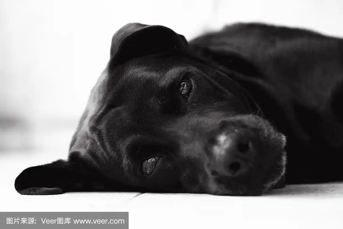 狗,黑白图片,可爱的,肖像,一只动物