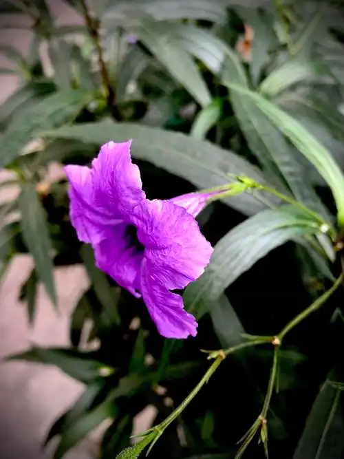 紫色翠芦莉〖首发