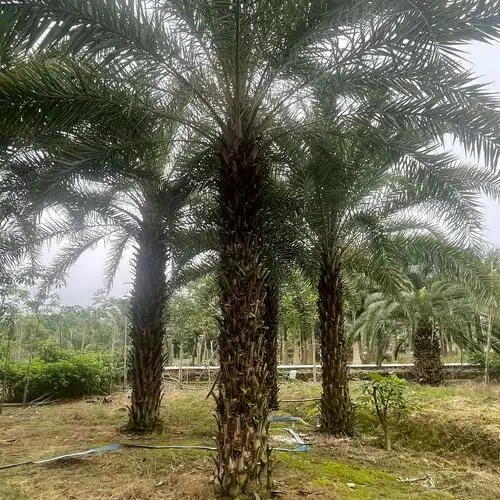福建中东海枣基地批发 棕榈树银海枣2米 3米4米5米杆高规格齐全