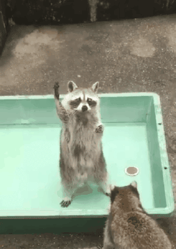 小浣熊向来是卖萌为生的.