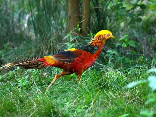 锦鸡:驰名中外的中国特产