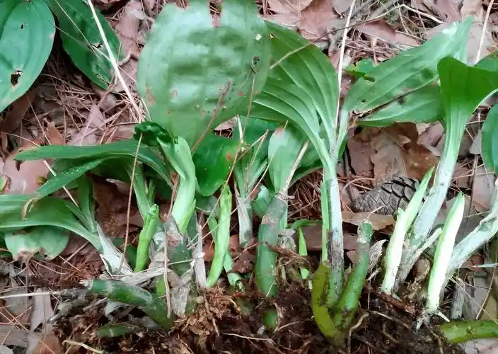山上的"见血清"珍贵,用处比得上土人参,你还不认识?那亏了!