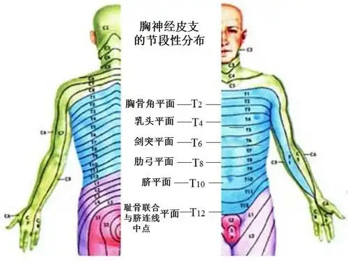 脊神经2胸神经前支腰丛骶丛
