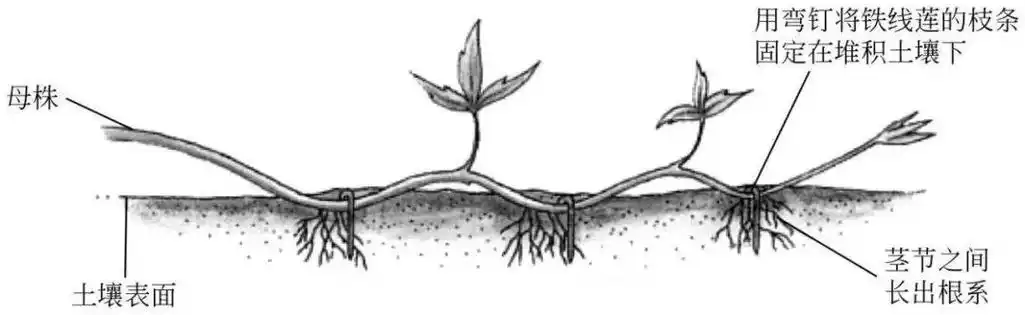有一种繁殖法是万能的它叫压条繁殖法五种方式可供你选择