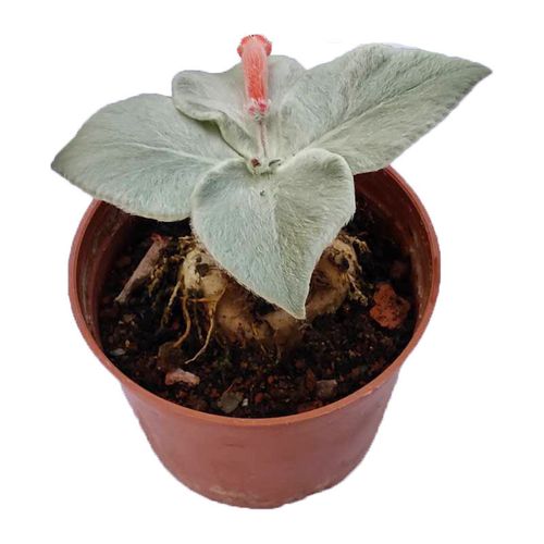 5-1cm球茎/5cm大球根 断崖女王 月宴多年生肉质草本多肉植物