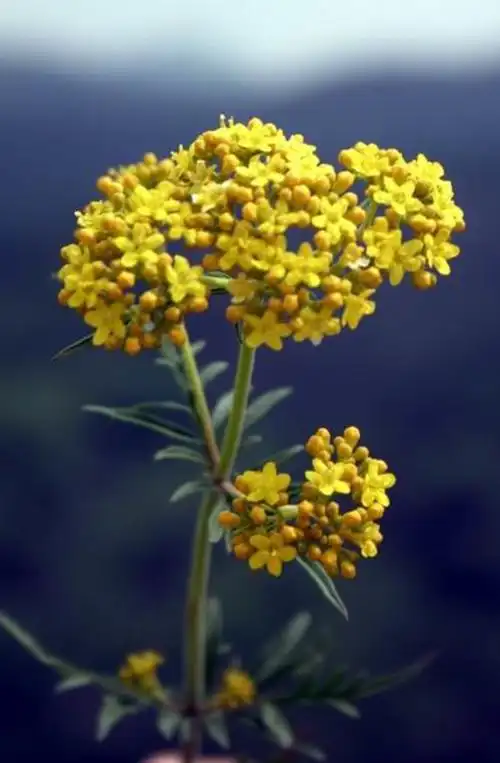 黄花败酱的药理作用