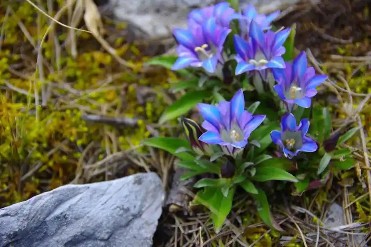 作者:杨向红龙胆草,中药名.
