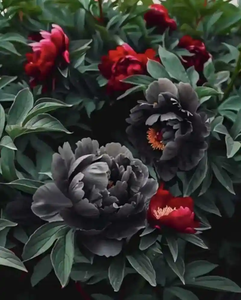 第一次见黑色牡丹花,谁知道它的主要产地是哪里啊?