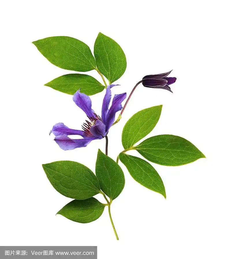 铁线莲,嫩枝,叶子,绿色,紫色