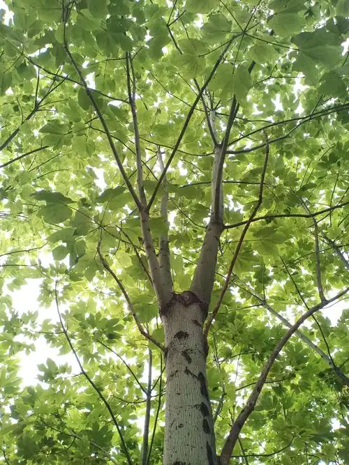 渔家傲·梧桐树下