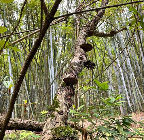 广东本地货野生毛蜂窝菌蜂窝灵芝龙眼梳野生龙眼菌250克