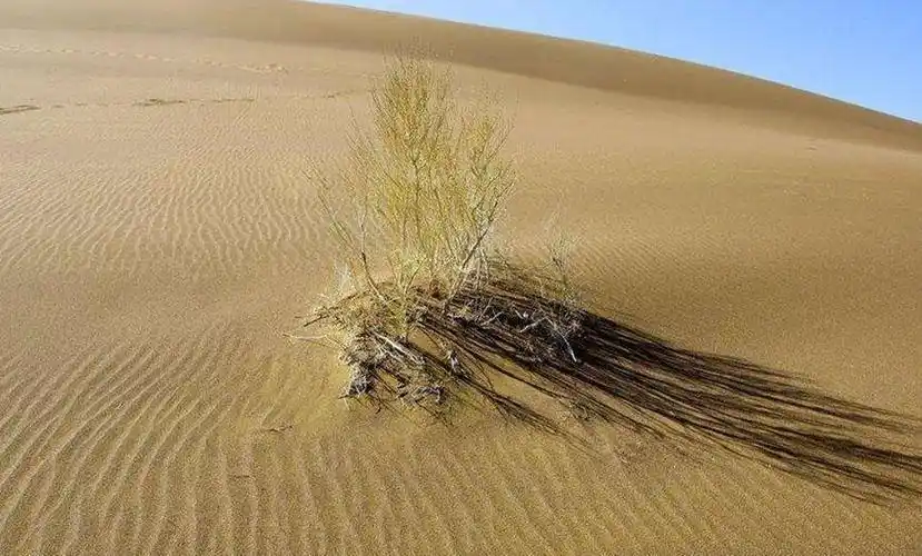 沙漠大面积绿化之后, 会不会破坏自然界生态系统! 说出来你都不敢相信