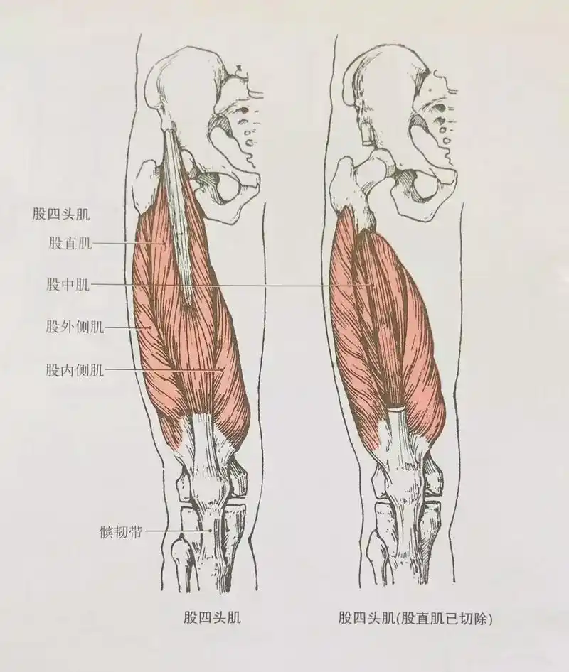 股四头肌抗阻训练之坐姿举腿