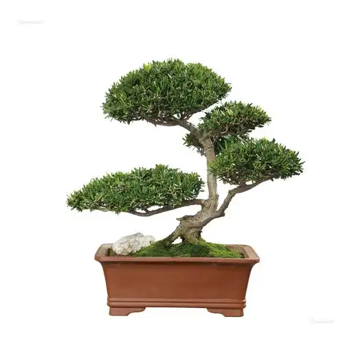 0203 小叶罗汉松