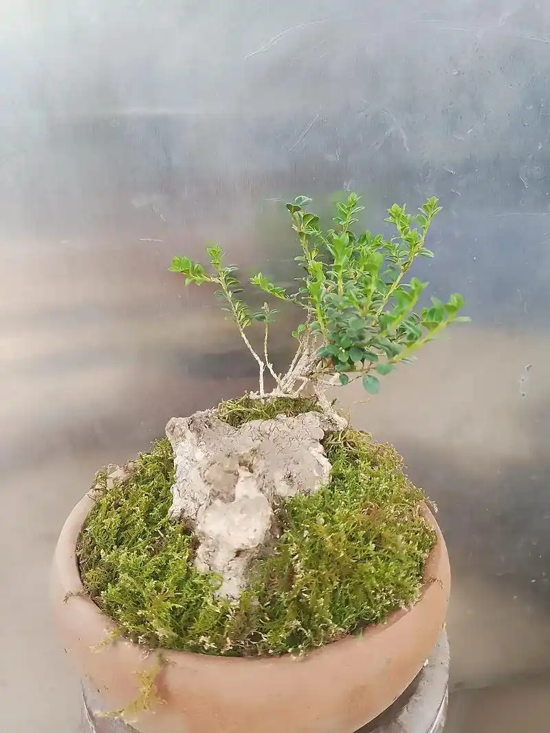 云南米叶珍珠黄杨优质盆景素材百年老桩掌中宝适合案桌摆设或掌上把玩