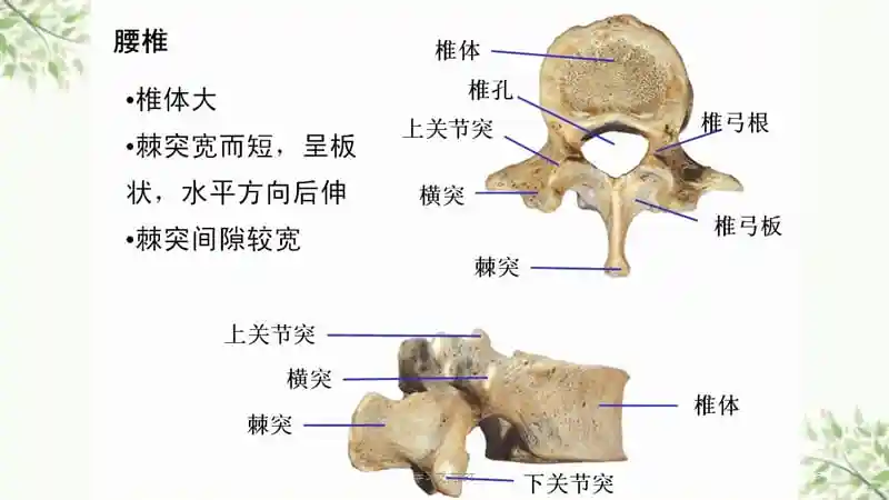 腰椎x线阅读ppt课件