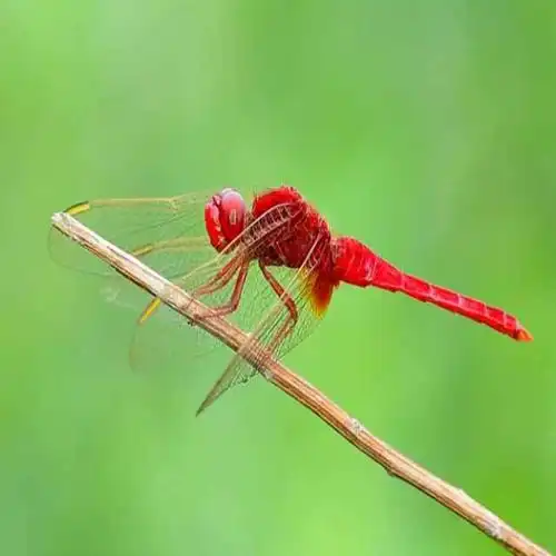 红蜻蜓138734162头像