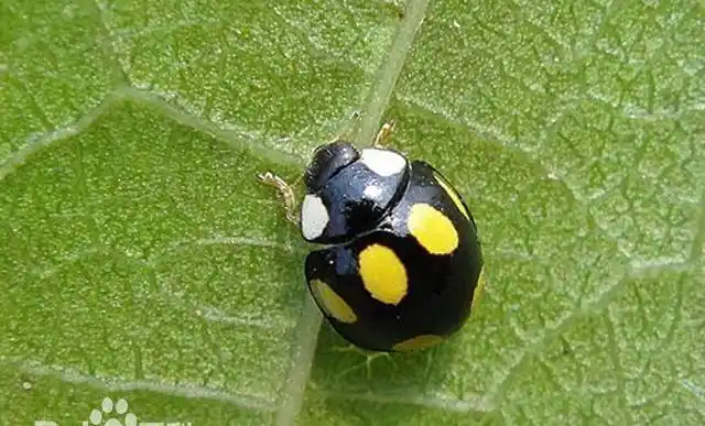 你见过它们吗?哪些瓢虫是益虫?哪些瓢虫是害虫?图5