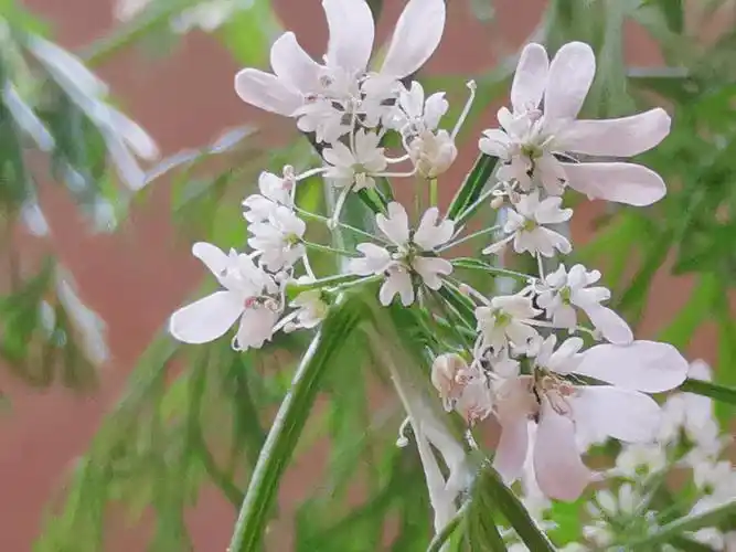 香菜开花美美的