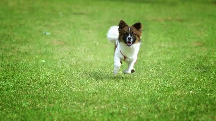 奔跑的小狗欧迪