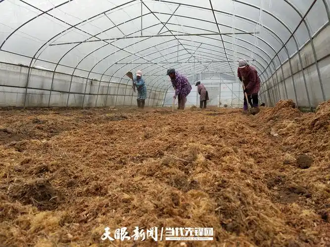 大方鼎新乡红松茸助农增收