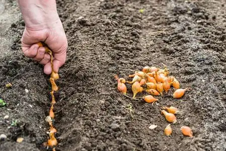 在菜园的洋葱把洋葱籽种植到土壤中, 在菜园播种植物.