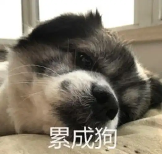 萌宠 汪星人 累成狗 困了 呆萌 可爱