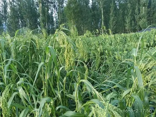 合作生产|粘大黄米 750g