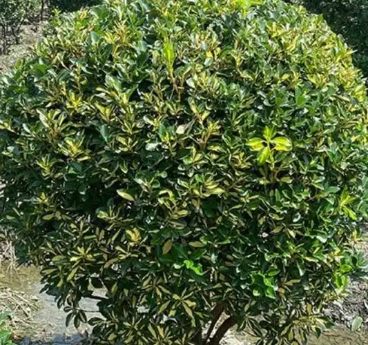 金心黄杨适合种在广西吗-绿宝园林网