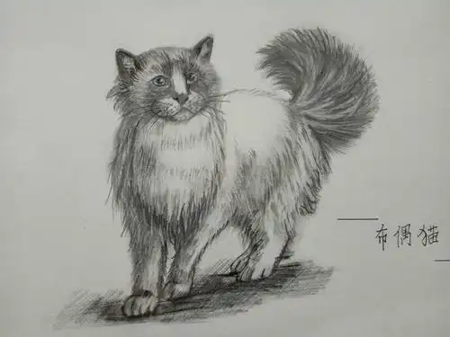 素描布偶猫