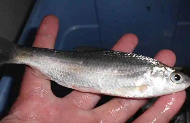 白条鱼能长多大?