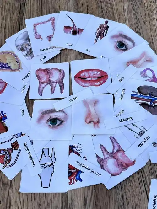 早教素材78认识人体组织器官