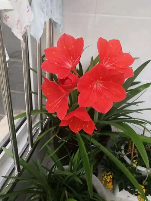 球根花卉"紫根兰",好看又好养,一年开花几次,室内盆栽也可以