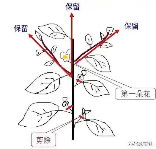茄子整枝打杈终极指南:3招让产量翻倍!90%的人错在第2步