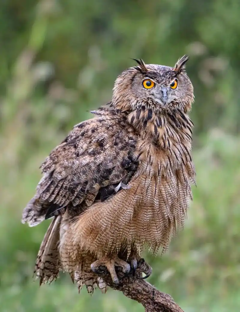 野生鸟类摄影  雕鸮:是鸮形目鸱鸮科雕鸮属的一种大型鸟类  - 抖音