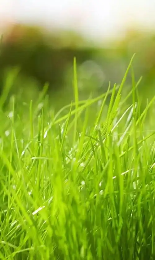 绿色控 绿色世界 护眼壁纸 大屏全面屏手机壁纸,锁屏