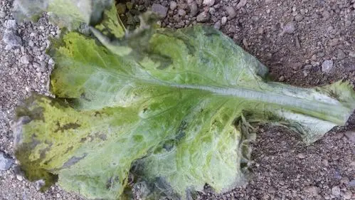 老师这生菜是怎么了?这是什么病