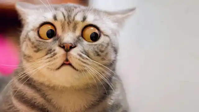 我们知道,虽然那些深绿色,琥珀色,蓝色或彩色的眼睛非常漂亮,但被它们