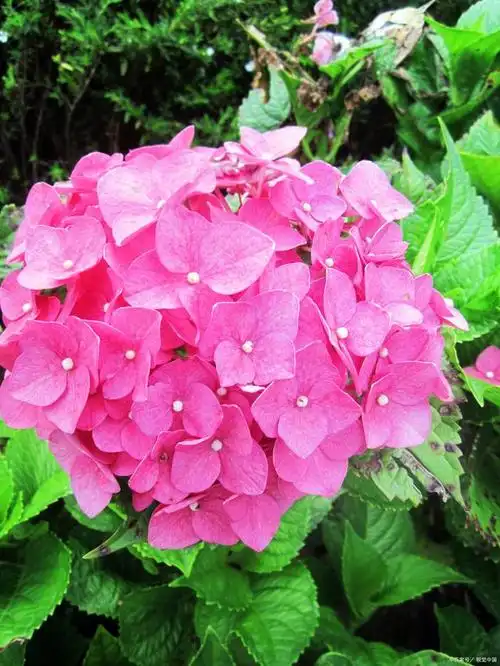 双色槿是一种迷人的花卉,以其独特的双色花朵和丰富的花期而备受人们