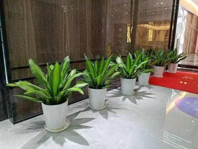 佳林园艺福田会展中心花卉绿植租摆写字楼绿植租赁